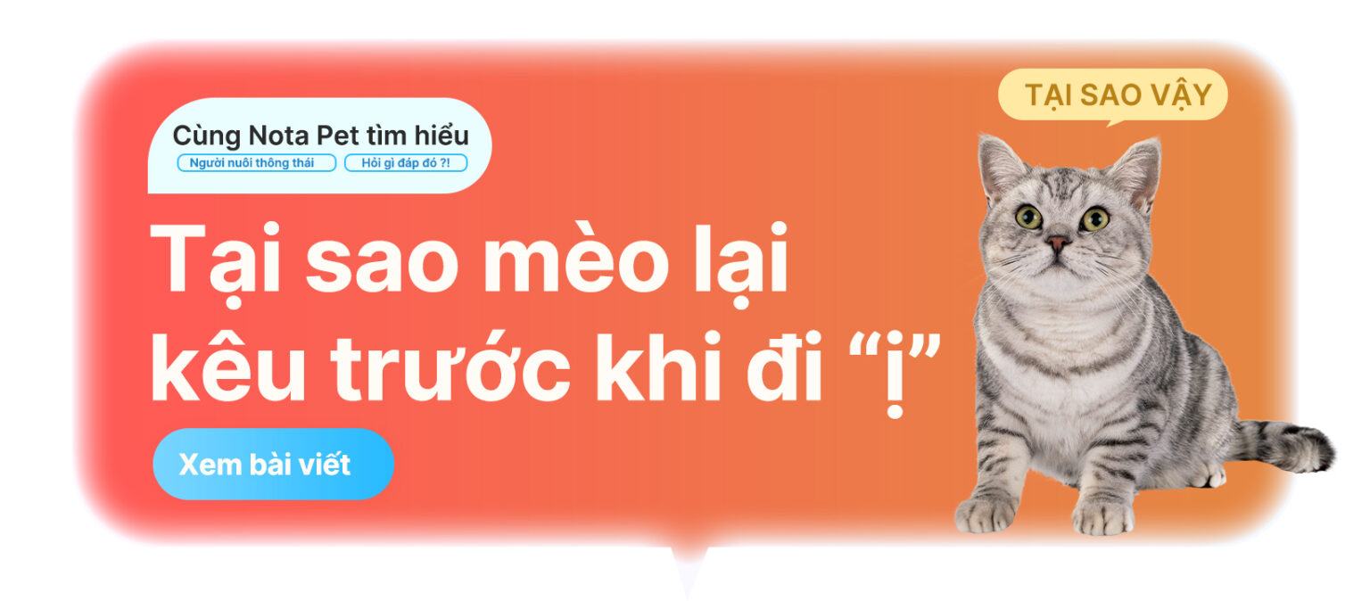 Mèo tại sao lại kêu trước khi đi 