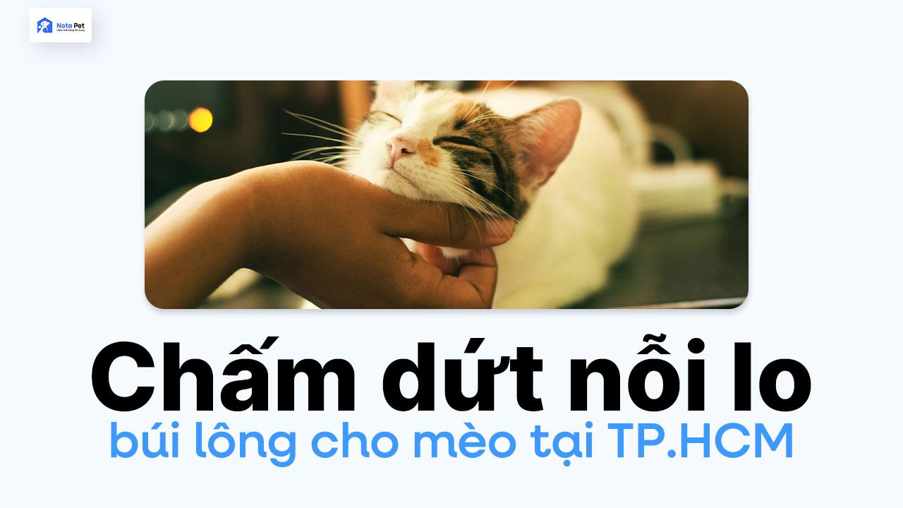 Chấm dứt nỗi lo búi lông cho mèo tại TP.HCM: Hướng dẫn toàn diện cho chủ nuôi