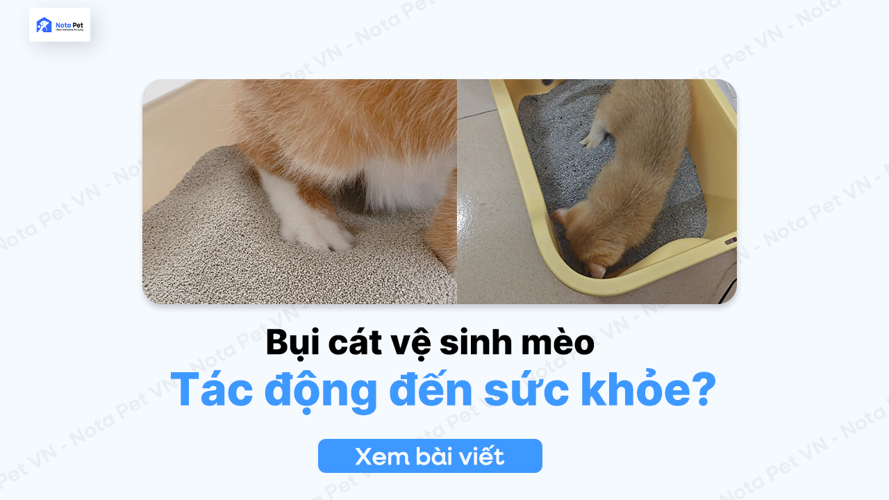 Bụi cát vệ sinh mèo: Tác động đến sức khỏe người và thú cưng