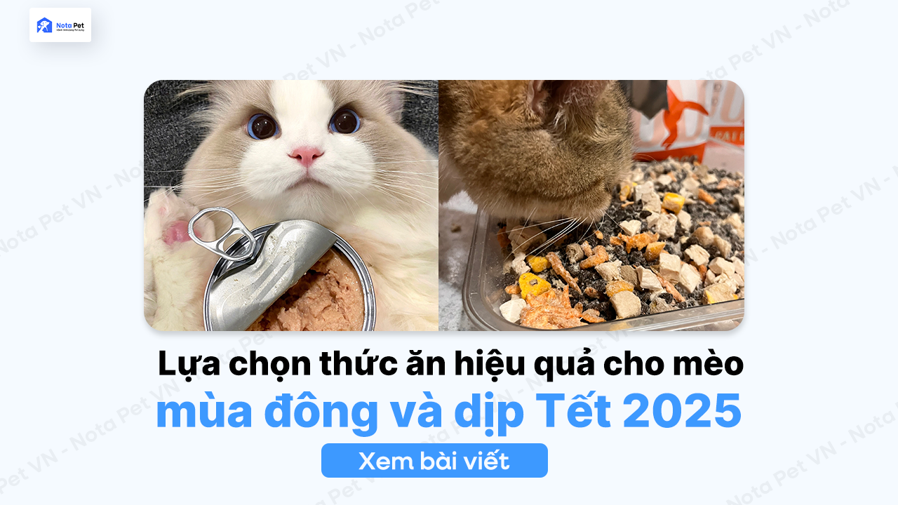 Lựa chọn thức ăn hiệu quả cho mèo vào mùa đông và dịp Tết 2025