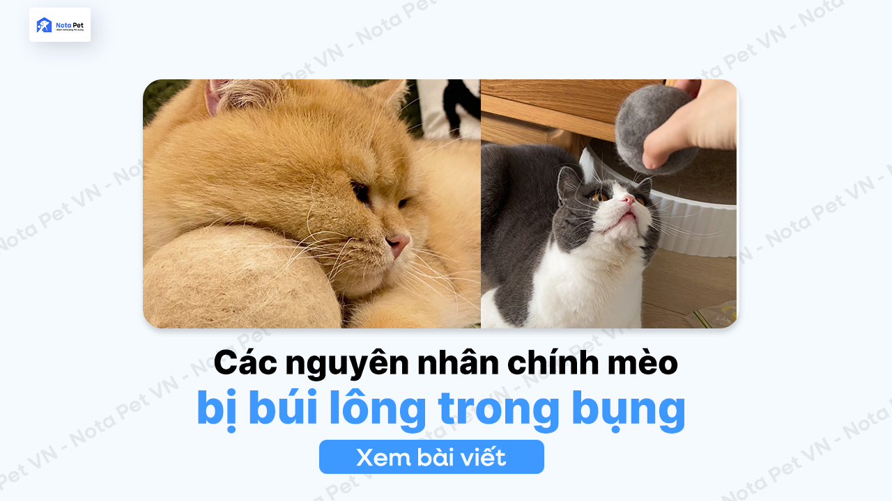 Các nguyên nhân chính mèo bị búi lông trong bụng