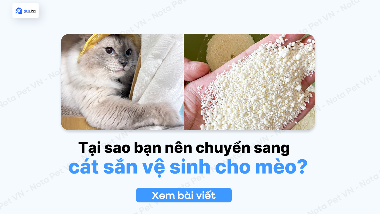 Tại sao bạn nên chuyển sang cát sắn vệ sinh cho mèo?