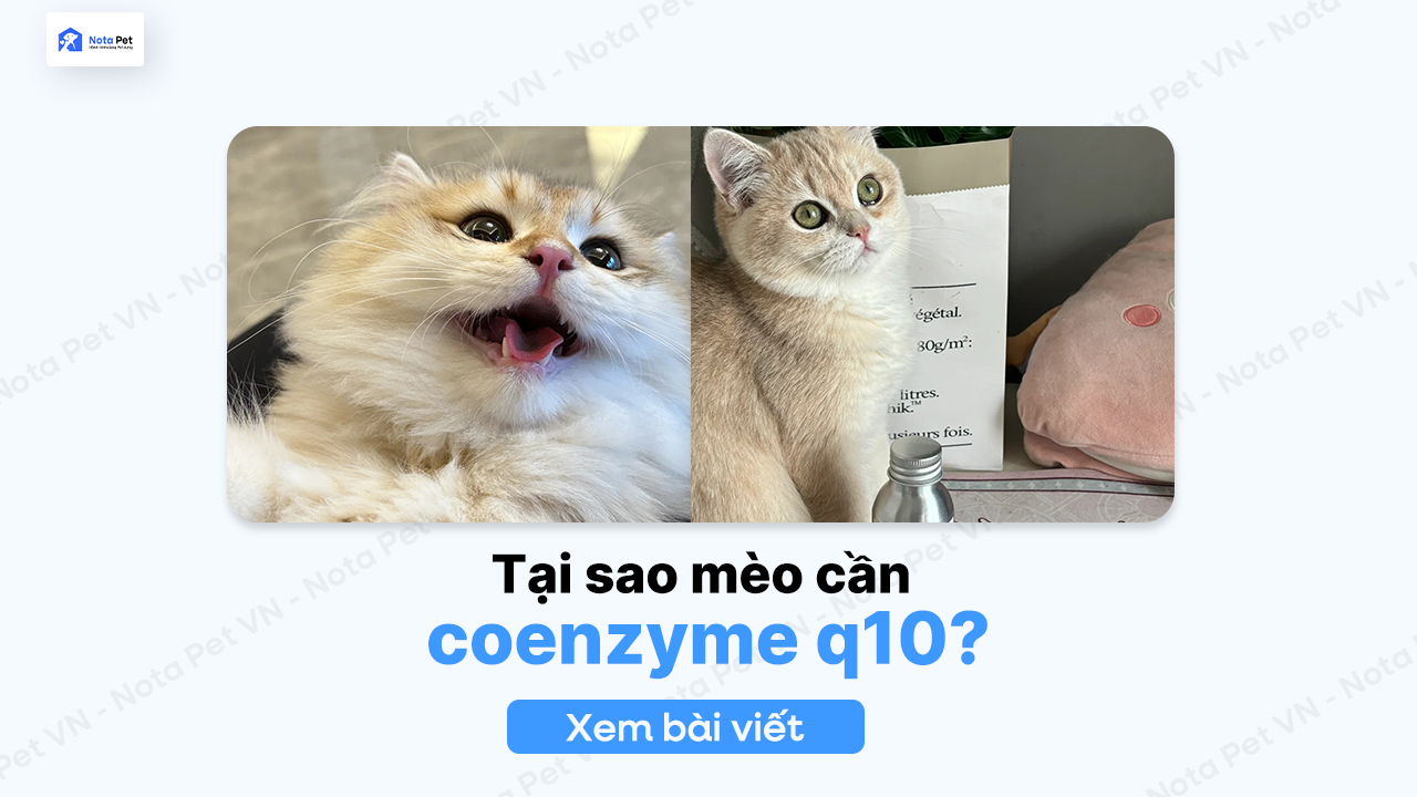 Tại sao mèo cần Coenzyme Q10? Lợi ích và cách bổ sung