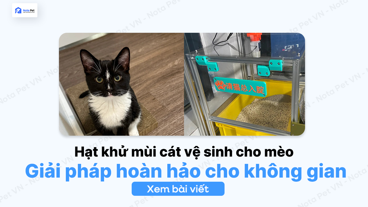 So sánh các loại hạt cát khử mùi vệ sinh cho mèo tốt nhất